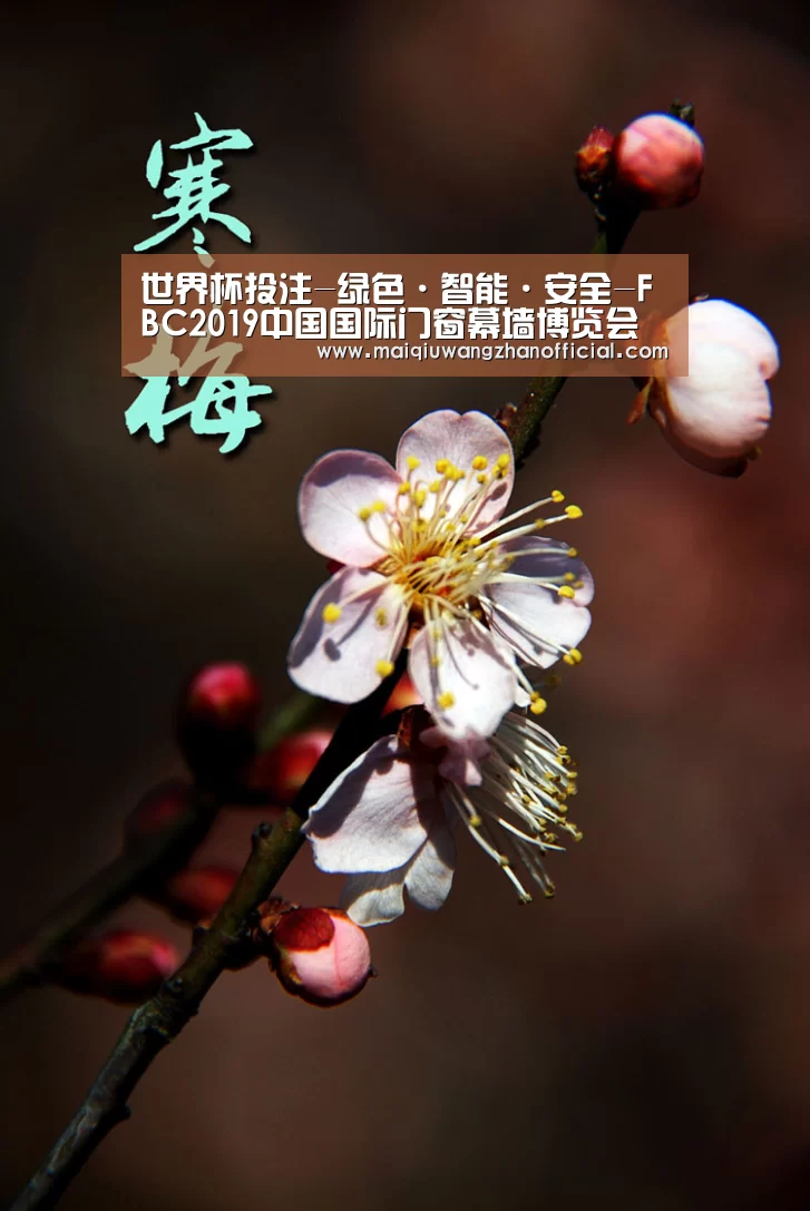 世界杯买球网站